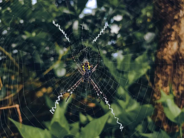 Argiope Anasuja Είναι Ένα Είδος Ακίνδυνης Αράχνης Υφαντή Της Σφαίρας — Φωτογραφία Αρχείου