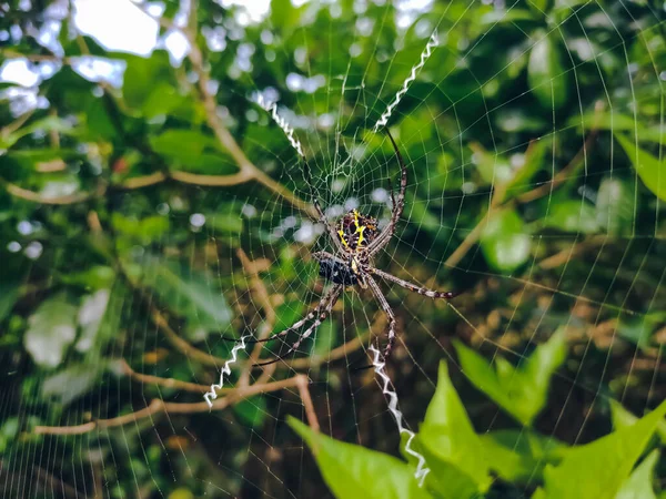 Argiope Anasuja Вид Безневинних Павуків Мешкають Сейшельських Островах Індії Пакистані — стокове фото