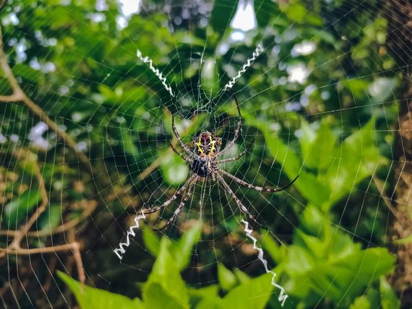 アルジオペ アナスージャ Argiope Anasuja セイシェルからインド パキスタン スリランカ モルジブで発見された無害なオーブウィーバークモの一種である — ストック写真