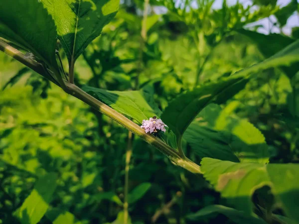 Lippia Alba 是杜鹃科的一种开花植物 原产于德克萨斯州南部的美国 墨西哥 加勒比 中美洲和南美洲 — 图库照片