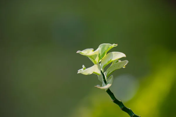 ユーフォルビア チマロイドは多年生の多肉植物である 直立した低木で 植物名はPedilanthus Tithymaloidesとも呼ばれます — ストック写真
