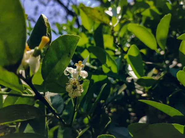 Лимон Citrus Limon Вид Дрібних Вічнозелених Дерев Родини Rutaceae Родом — стокове фото