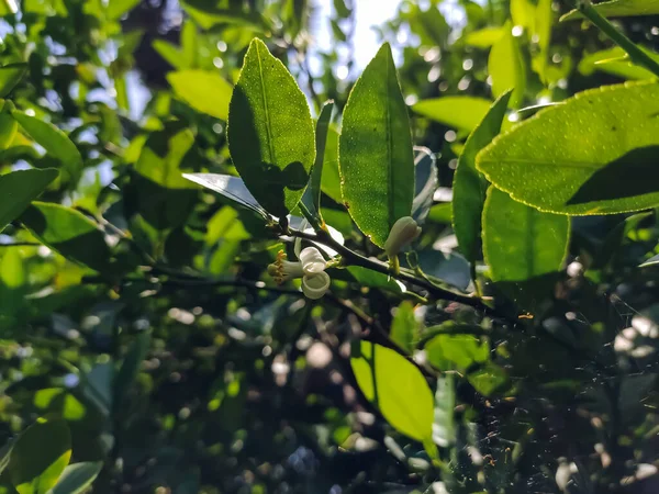 Lemon Citrus Limon Species Small Evergreen Tree Flowering Plant Family — Stock Photo, Image