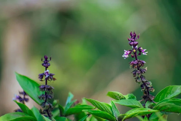 Thai Basil Type Basil Native Southeast Asia Has Been Cultivated — Stock Photo, Image
