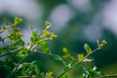 Gizli bölme, Ligustrum cinsinde çiçek açan bir bitkidir. Cins, Avrupa 'ya özgü, bazen küçük ya da orta büyüklükte ağaçlar oluşturan yaklaşık 50 tür ereksiyon halinde, yaprak döken ya da her zaman yeşil çalılar içerir.,