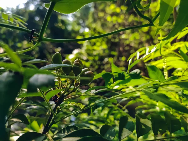 Murraya Koenigii Uma Árvore Tropical Subtropical Família Rutaceae Família Rue — Fotografia de Stock