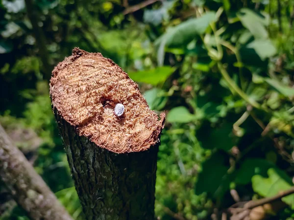 木の家は 島の中の単生動物の下位のOniscideaからの甲殻類である 古い木の中から名前が見つかることが多い — ストック写真