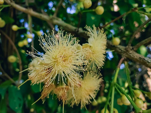 Syzygium Samarangense Jest Gatunkiem Rośliny Kwitnącej Rodziny Myrtaceae Pochodzi Obszaru — Zdjęcie stockowe