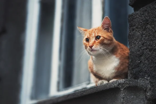 bir pencere üzerinde zencefil kedi