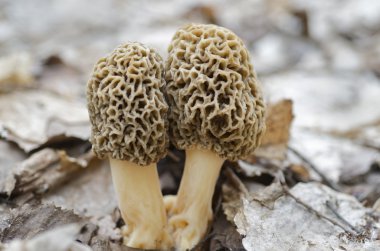 Morel mantarlı