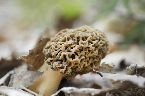 Morel Mushroom — Stock Photo, Image