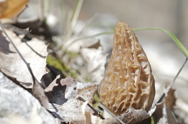 莫雷尔蘑菇 — 图库照片
