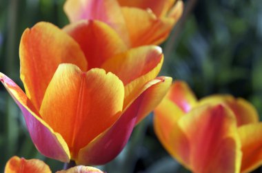 alevli portakal laleler ve yeşil