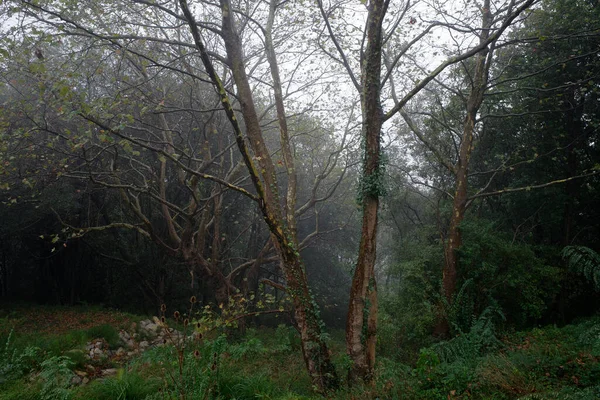 Floresta Dia Chuvoso — Fotografia de Stock