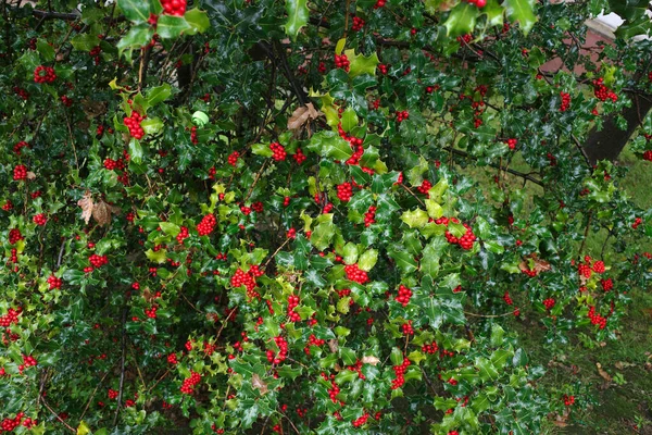 Vegetation Stadtpark — Stockfoto