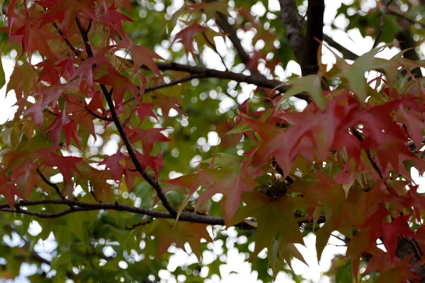 Vegetation Stadspark — Stockfoto