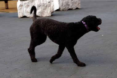 Sokağın ortasında siyah köpek