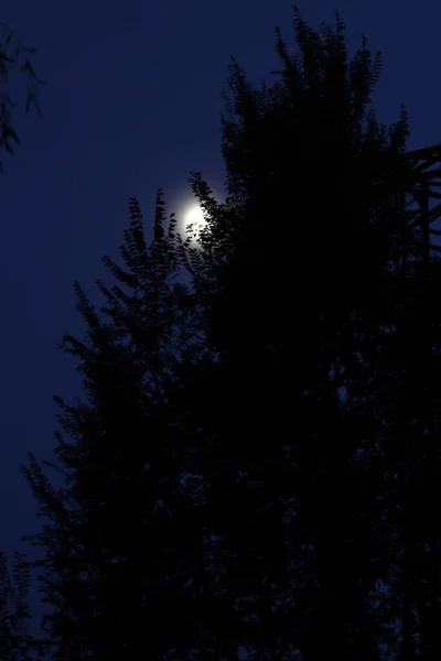 Night Woods — Stock Photo, Image