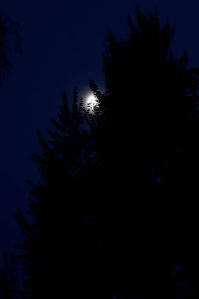 Ночь Лесу — стоковое фото