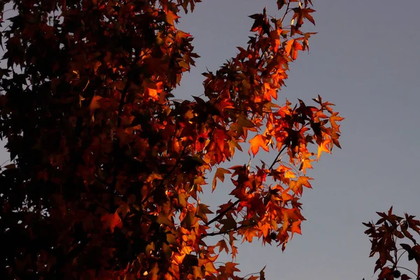 Blätter Herbstfarben — Stockfoto