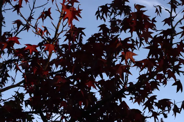 Colores Otoñales Árbol — Foto de Stock