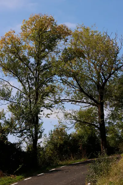 Puut Metsässä — kuvapankkivalokuva