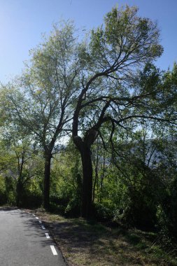 Bir sonbahar gününde ağaçlar
