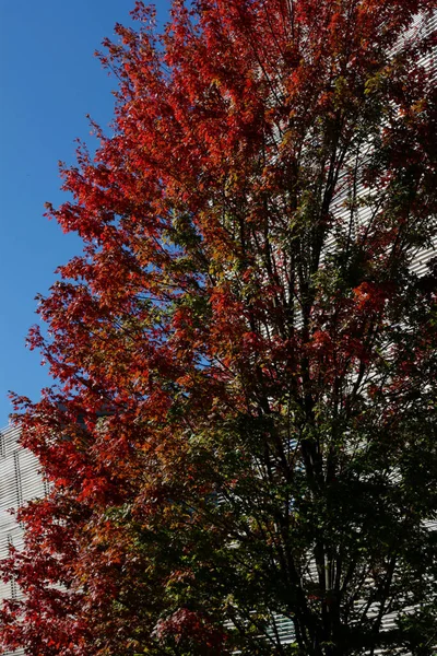Bir Sonbahar Gününde Ağaçlar — Stok fotoğraf