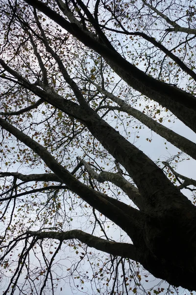 Les Arbres Dans Jour Automne — Photo