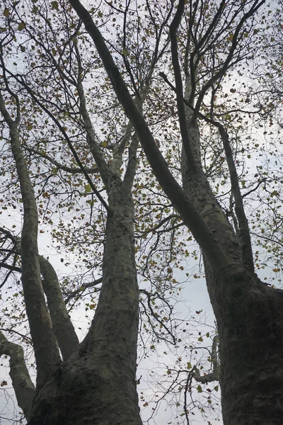 Trees Autumn Day — Fotografia de Stock