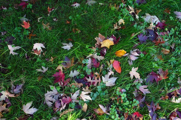 Trees Autumn Day — Stock Photo, Image