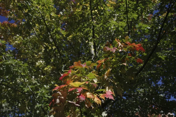 Árvores Dia Outono — Fotografia de Stock