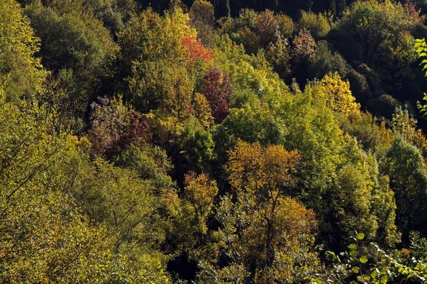 Drzewa Jesienny Dzień — Zdjęcie stockowe