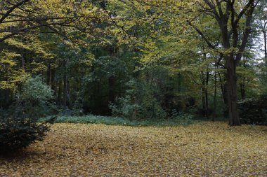Bir sonbahar gününde şehir parkı