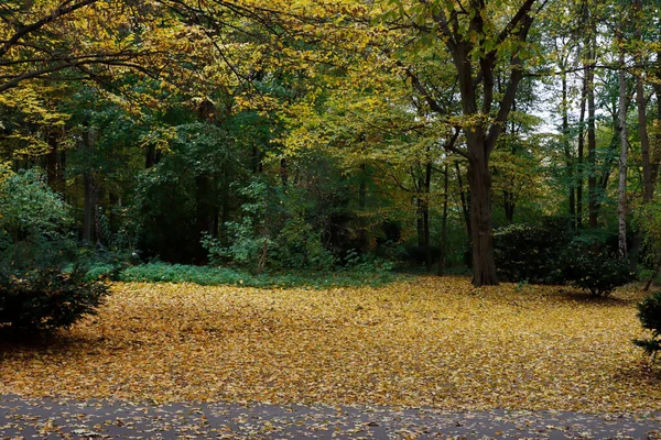 Miejski Park Jesienny Dzień — Zdjęcie stockowe