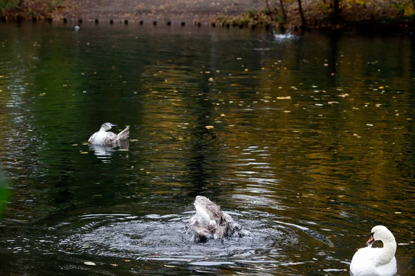 Cisnes Lago — Fotografia de Stock