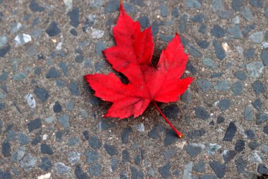 Şehir parkında sonbahar