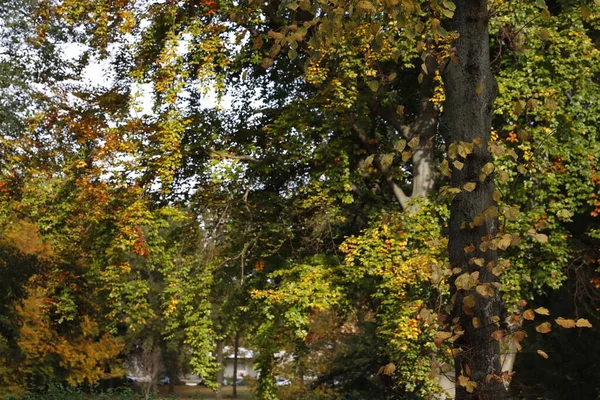 Drzewo Miejskim Parku — Zdjęcie stockowe