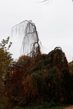 Berlin parkında sonbahar