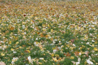 Berlin parkında sonbahar