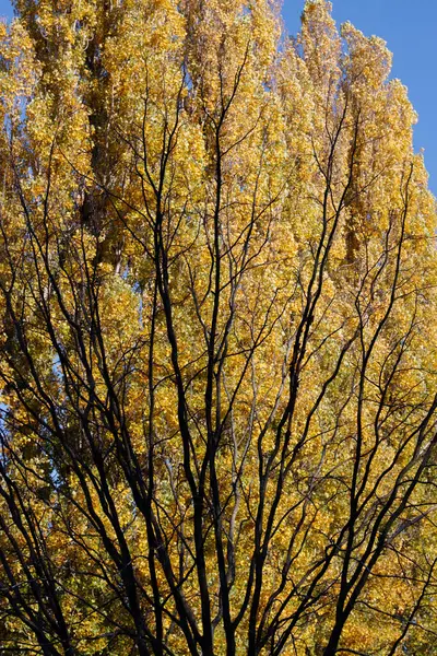 Herfst Een Park Van Berlijn — Stockfoto