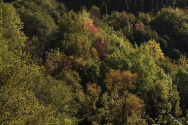 Bir şehir parkında bitki örtüsü