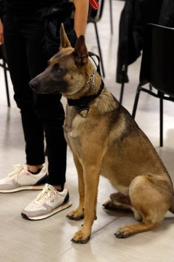 Bir odada köpek