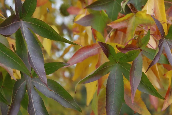 Couleurs Automne Dans Parc — Photo