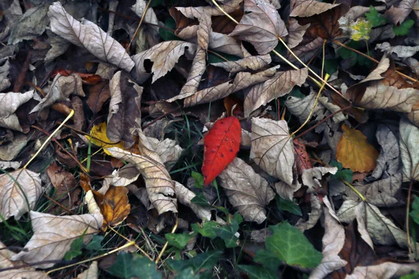 Herbstliche Farben Park — Stockfoto