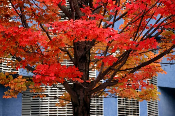 Urban Park Autumn Day — Stock Photo, Image