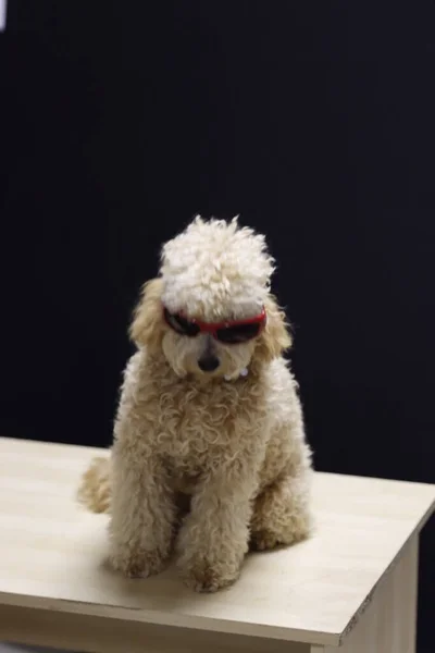 Hond Een Kamer — Stockfoto