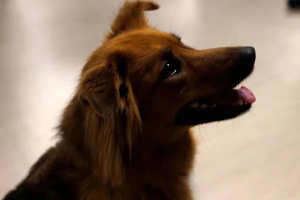 Hond Een Kamer — Stockfoto