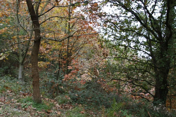 Bir Sonbahar Gününde Şehir Parkı — Stok fotoğraf