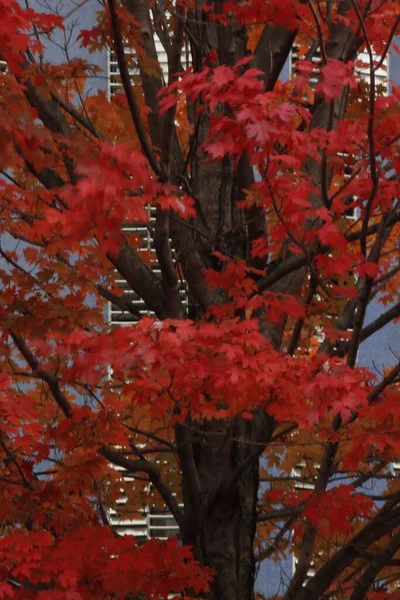 都会の公園の秋 — ストック写真
